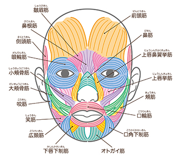小顔リンパフェイシャリスト資格　表情筋