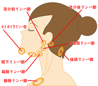 小顔リンパフェイシャリスト資格　リンパ