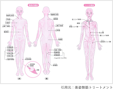 スリムボディセラピスト資格　リンパの流れ