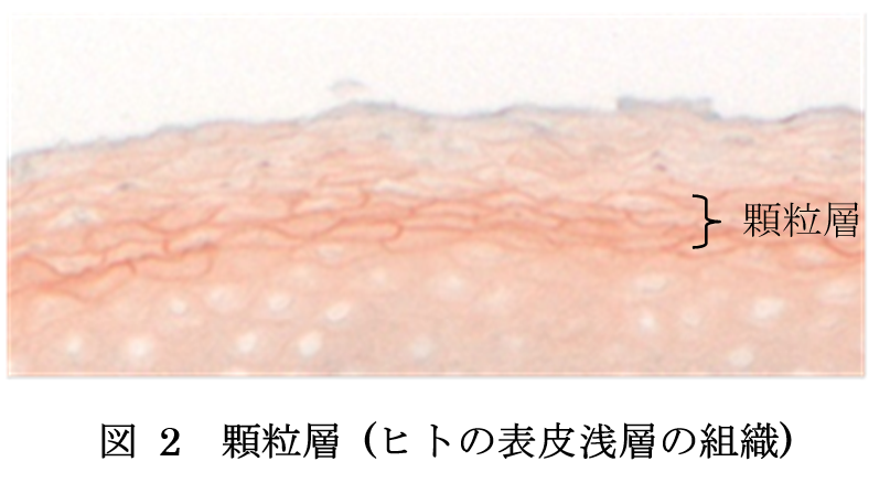 顆粒層（人の表皮浅層の組織）の構図