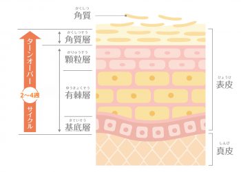 ターンオーバーの構図