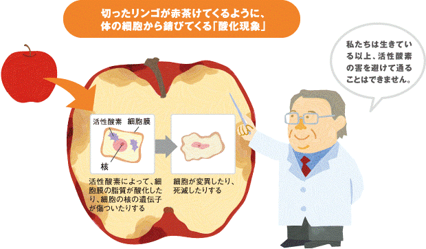 酸化現象を説明するイラスト