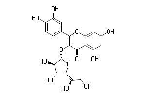 アシタバの葉や茎を切ると出る黄色い汁に含まれるイソクエルシトリンの構図